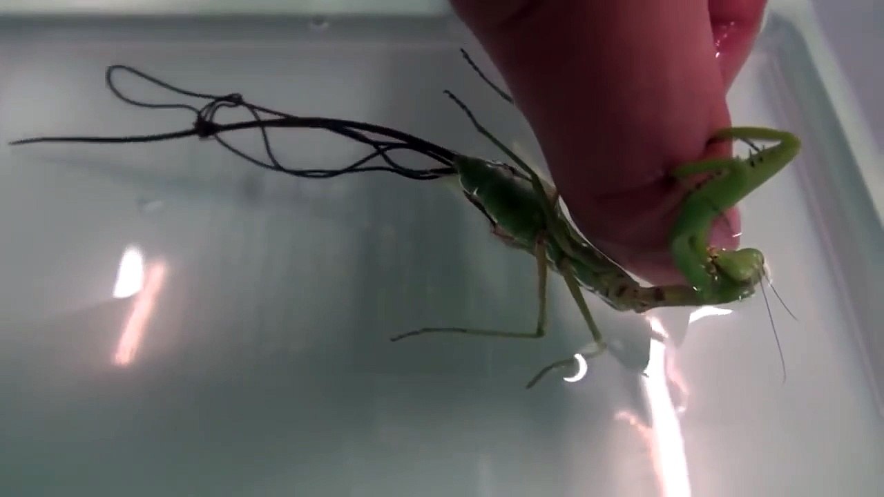 Un parasite terrifiant sort de cette mante-religieuse