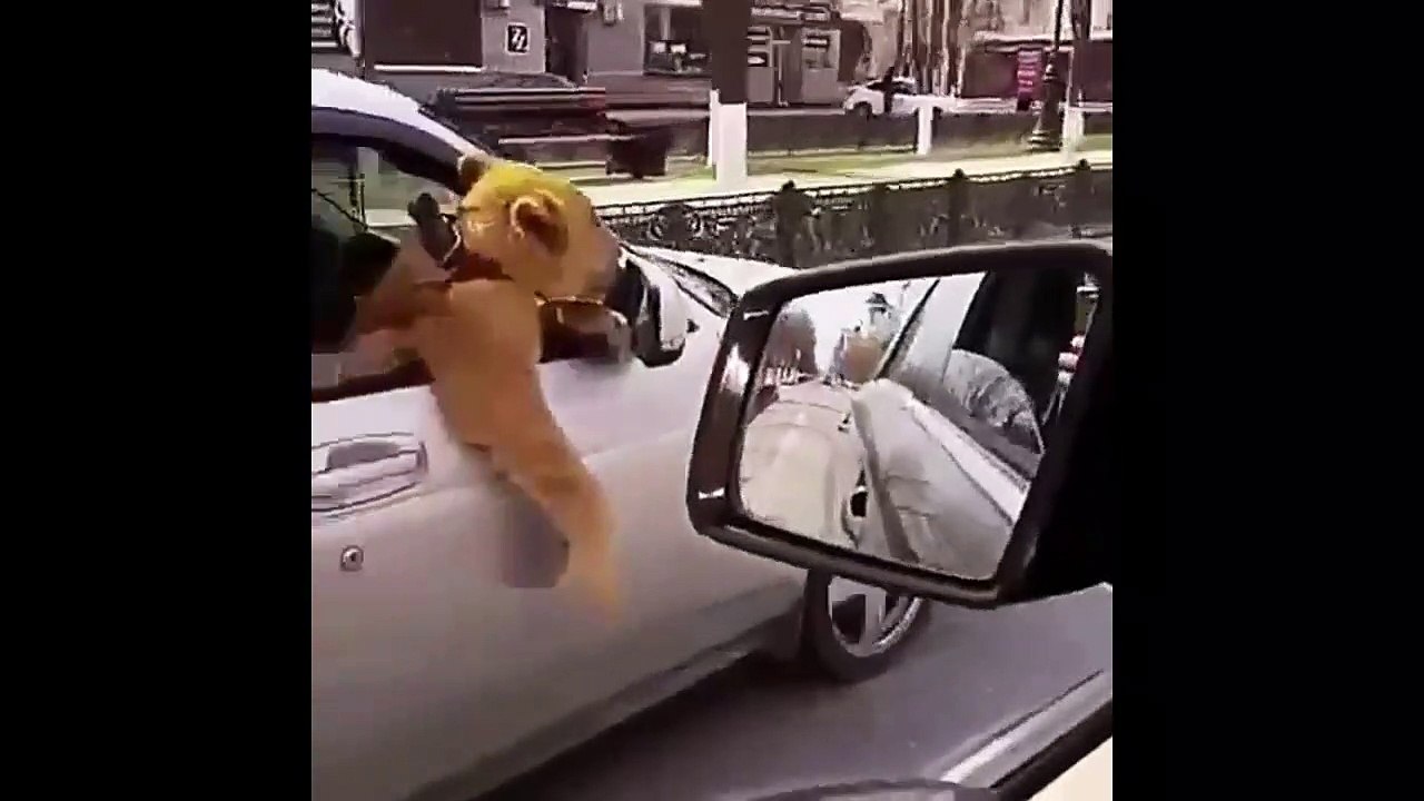 Un russe se promène en voiture avec un lion assis coté passager