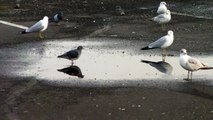 Pigeons & Seagulls By a Puddle In A Parking Lot in Franklin Mills Mall