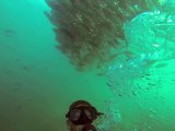 SCUBA DIVER SWIMS WITH AMAZING SKOOL OF JACK FISH