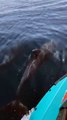 Ensuès-la-Redonne : rencontre avec des dauphins lors d'une sortie en jet ski