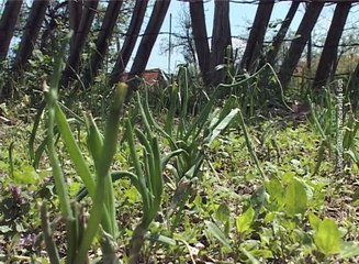 Blizu milion dinara za protivgradnu zaštitu, 21. april 2018. (RTV Bor)