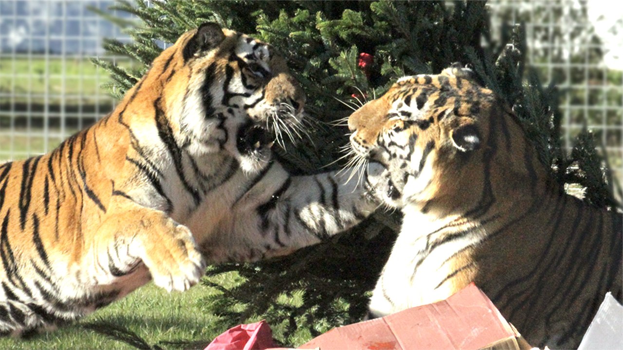 FAQ Friday: Introducing Big Cats