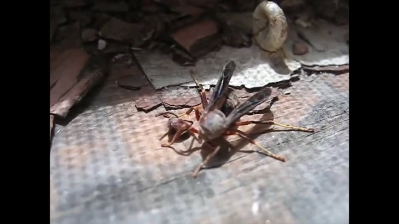 beheaded wasp escapes by picking up her head  in 2014