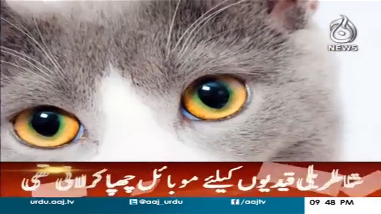 The Agent Cat
