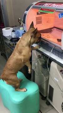 Une maman inquiète pour son bébé.... Chien adorable