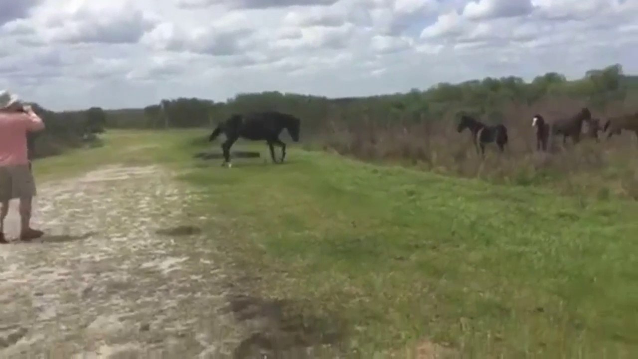 Un cheval sauvage s'en prend à un alligator