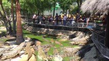 Ces 2 crocodiles vont montrer aux touristes leur technique du 