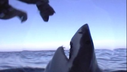 Il essaie de caresser un grand requin blanc... Risqué