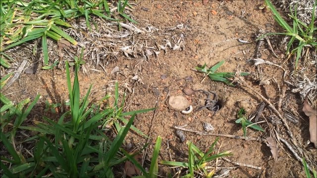 Ils s'amusent à attirer et faire sortir une araignée trapdoor de son trou