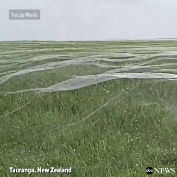 Ce champ est recouvert de toiles d'araignées : magnifique