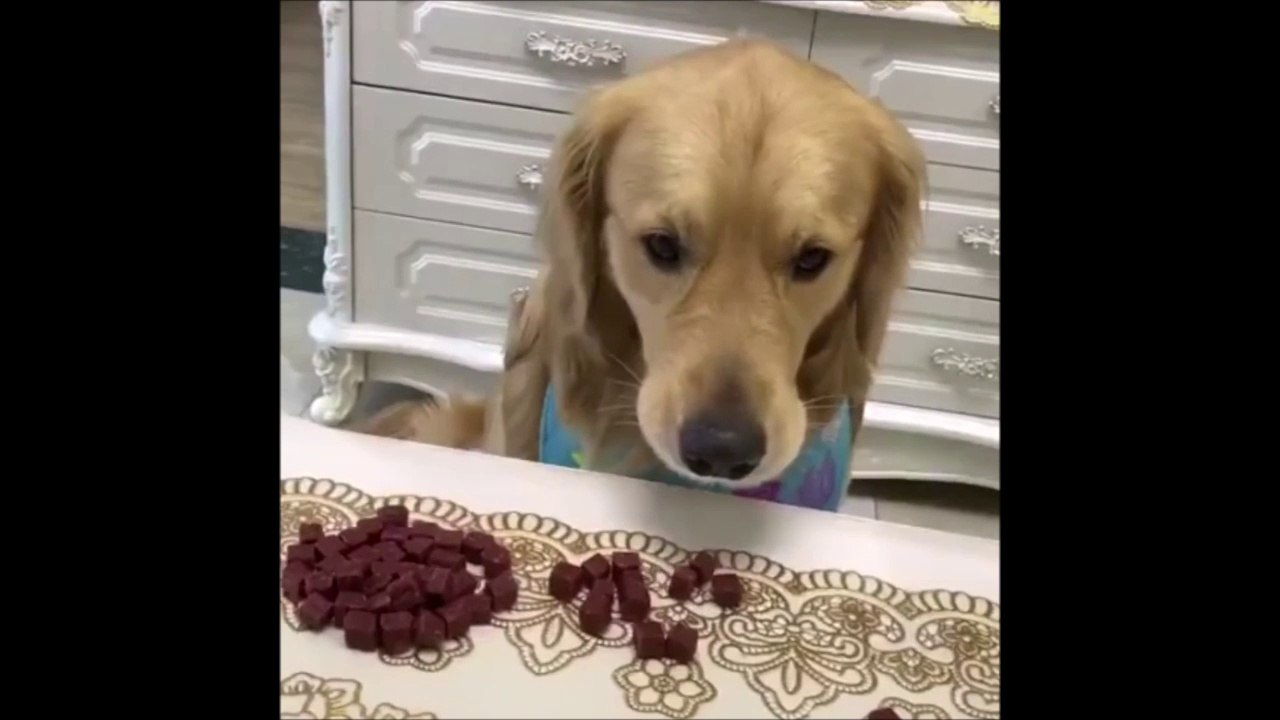 Quand tu fais un tour de magie à ton chien et qu'il ne pige pas