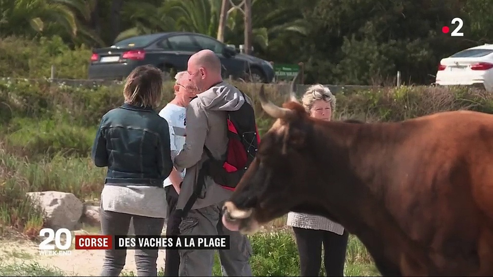 Corse Les Vaches Sauvages Envahissent Les Plages