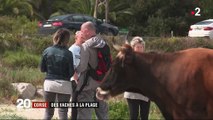 Corse : les vaches sauvages envahissent les plages