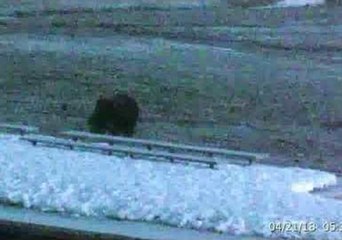 Bear Spotted Visiting Yellowstone's Old Faithful
