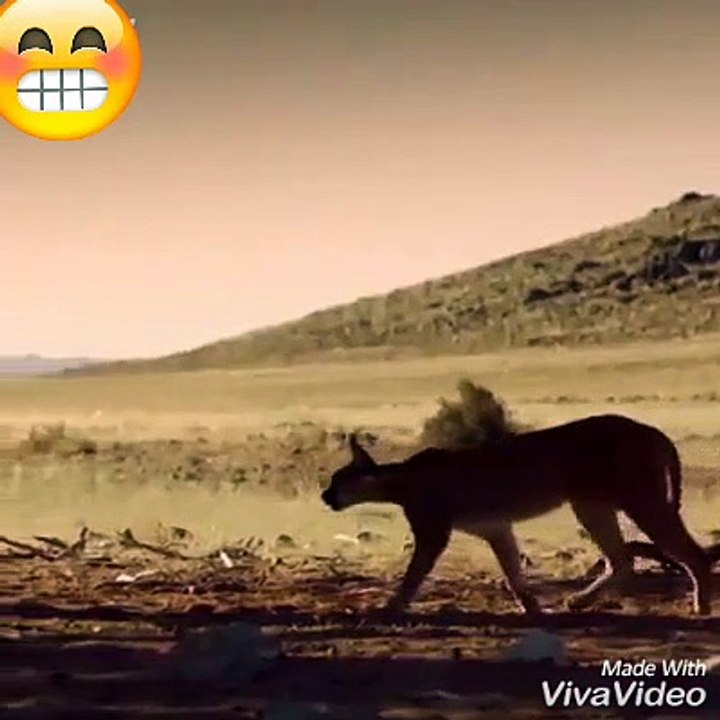 best tiger catch ever