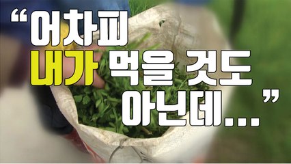 [자막뉴스] "내가 먹을거 아니니까..." '농약 범벅' 돌미나리 / YTN