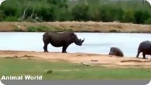 Most amazing wild animal attacks , Lion vs Hippo,Lion,Rhino,Wild boar attack lion,pitbull