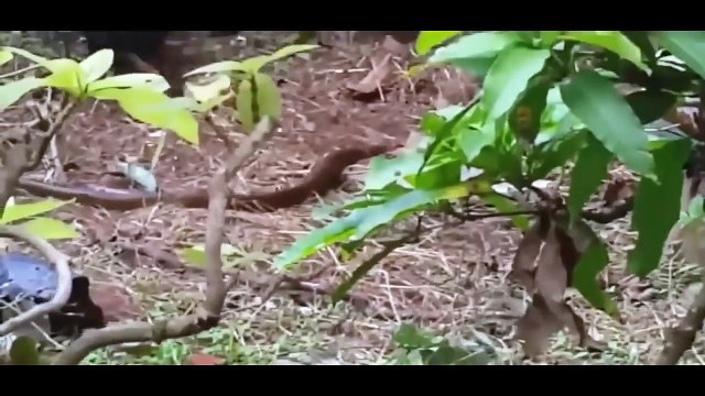Most Amazing Wild Animal Attacks, Giant Anaconda vs pitbull,Giant