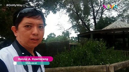 Ini Dia, Taman Selfie Sama Koala dan Kanguru!
