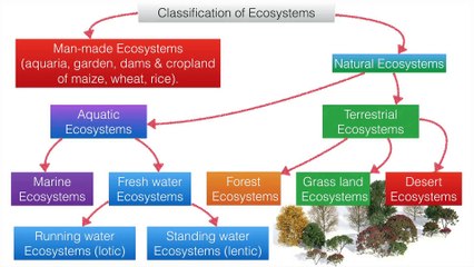 Ecosystem - Environmental Studies