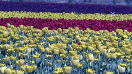 Laleler yerli ve yabancı turistlerin akınına uğradı - KONYA