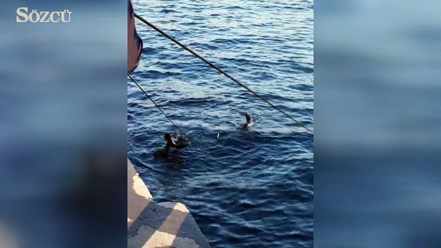 Nesli tükenmekte olan Yelkovan kuşlarına balıkçılardan darbe