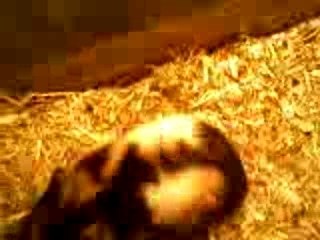 Bébé Hamster Jouant Mignonnement 🐹