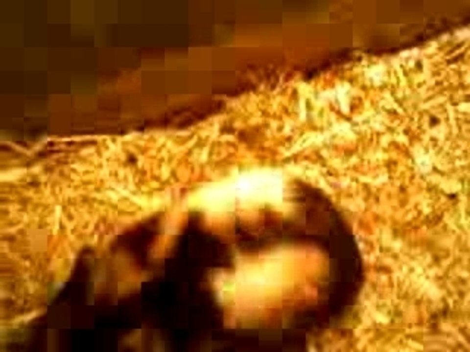 Bébé hamster joue