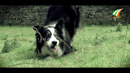 ഇടയനായുടെ കഴിവ്  Sheepdog demonstration Jerpoint Thomastown Kilkenny IvisionIreland Martin Varghese