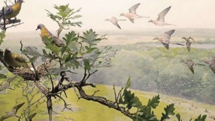 Bồ câu viễn khách & Bí ẩn diệt vong của đàn chim hàng tỷ con