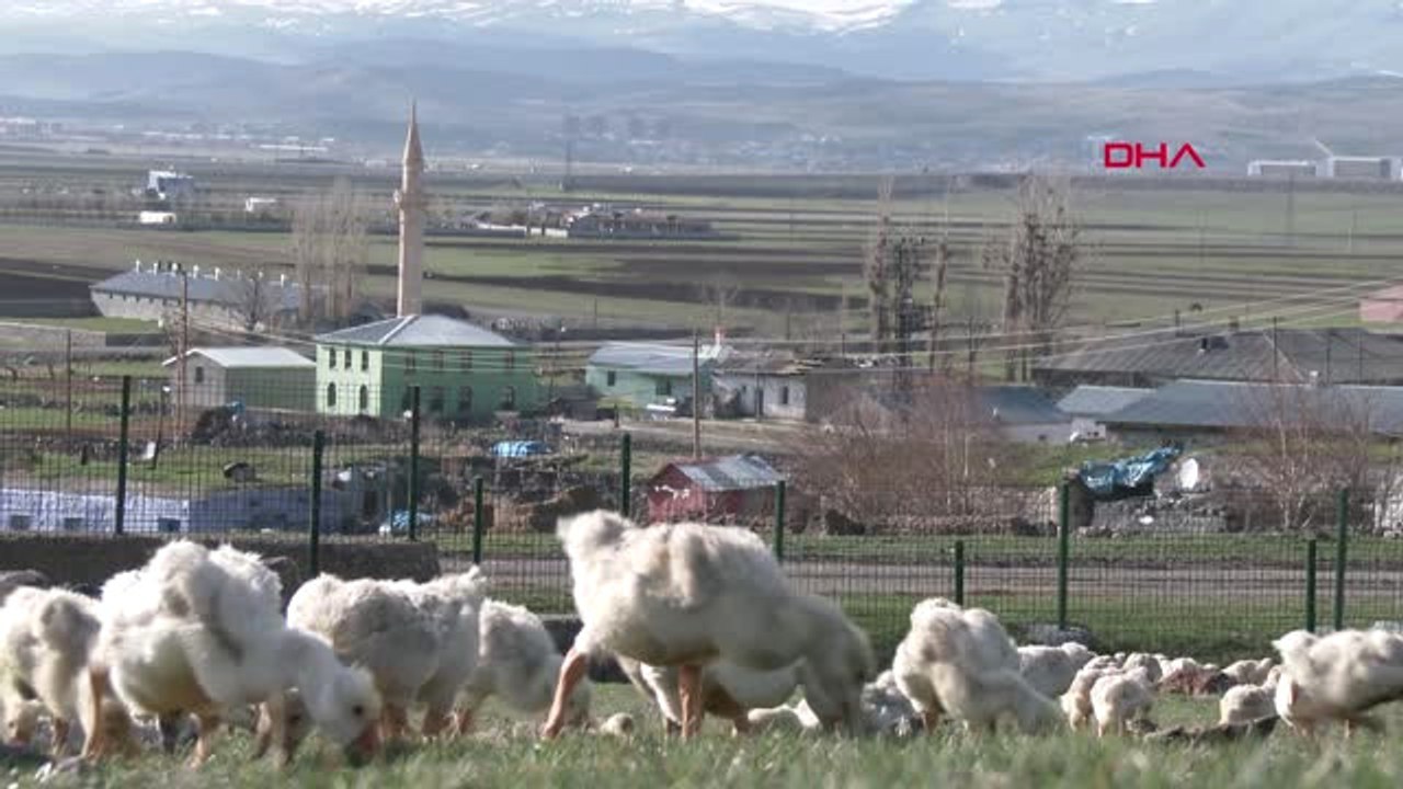 Kars-Doğu Ekspresi Seferleri, Kaz Eti Satışını Artırdı-Hd