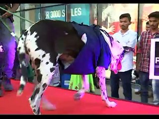 Cute dog show | Dog  - Humans best friend