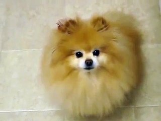 Cute Dog Video 2 | Dog  - Humans best friend