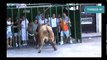 Bull Fighting with People - Videos Bullfighting