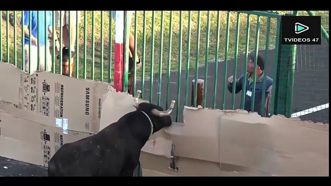 Bullfighting Festival #5 Best Funny Videos