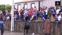 Bullfighting Festival  7 Best Funny Videos