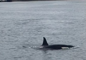 Orcas Spotted in Scotland's River Clyde