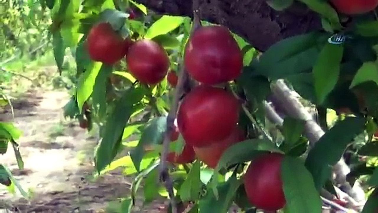 Şeftali Hasadı Başladı