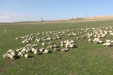 Doğu Ekspresi Seferleri, Kaz Eti Satışını Artırdı