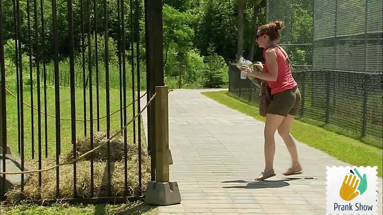 Invisible Tiger Prank,  Funny Videos , Prank Show , Prank Videos , Funny Clips , Funny Pranks , Just Laugh , Latest Funny Videos  - Video Dailymotion