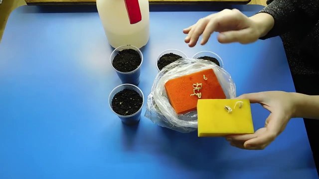 КАК ВЫРАСТИТЬ РАССАДУ ОГУРЦОВ !