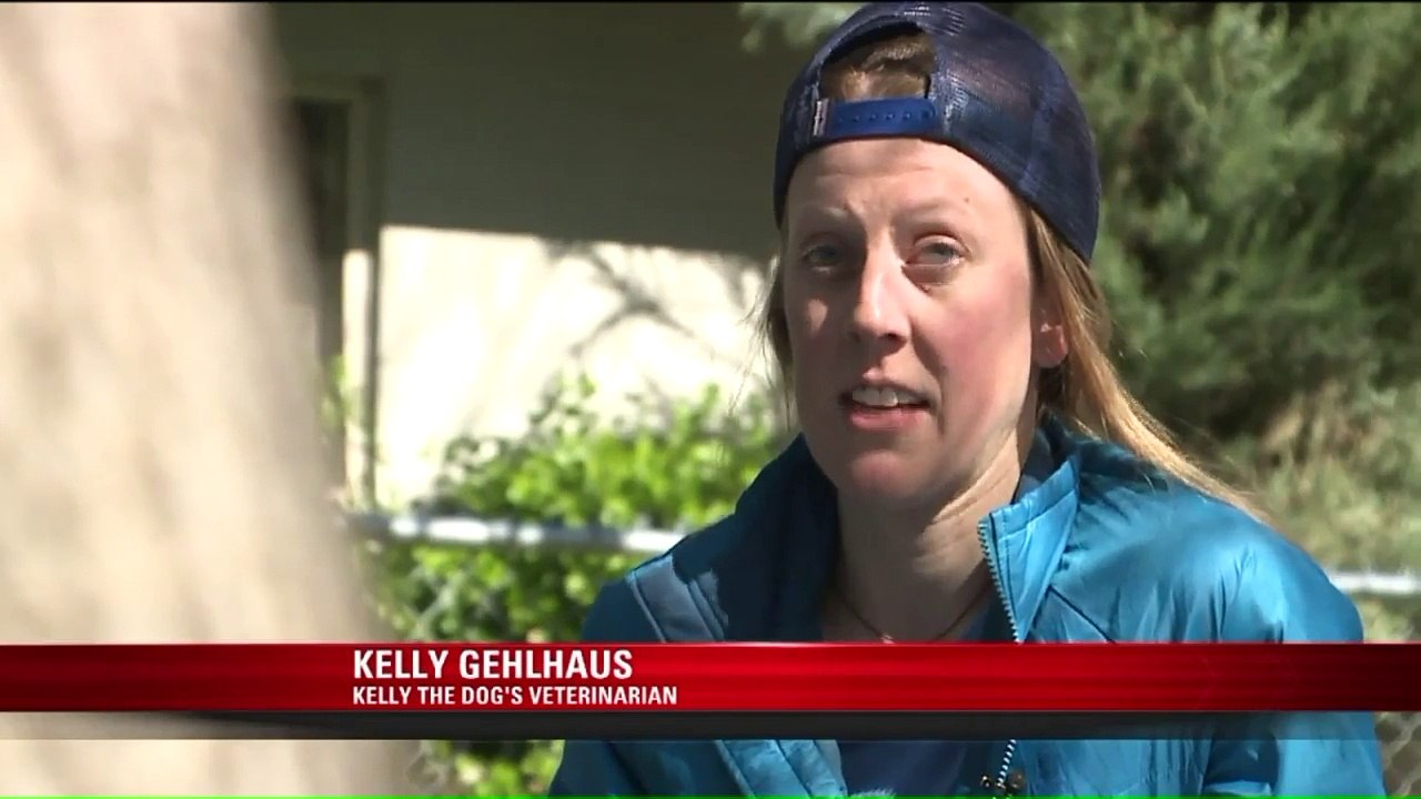 After Being Found Near Death in Utah Desert, Kelly the Dog Finds Her Forever Home