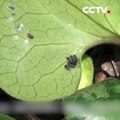 ¡Qué suerte! Capturado proceso de crecimiento de luehdorfia china | CCTV Español