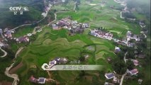 Los campos de arroz abancalados en la provincia de Shannxi