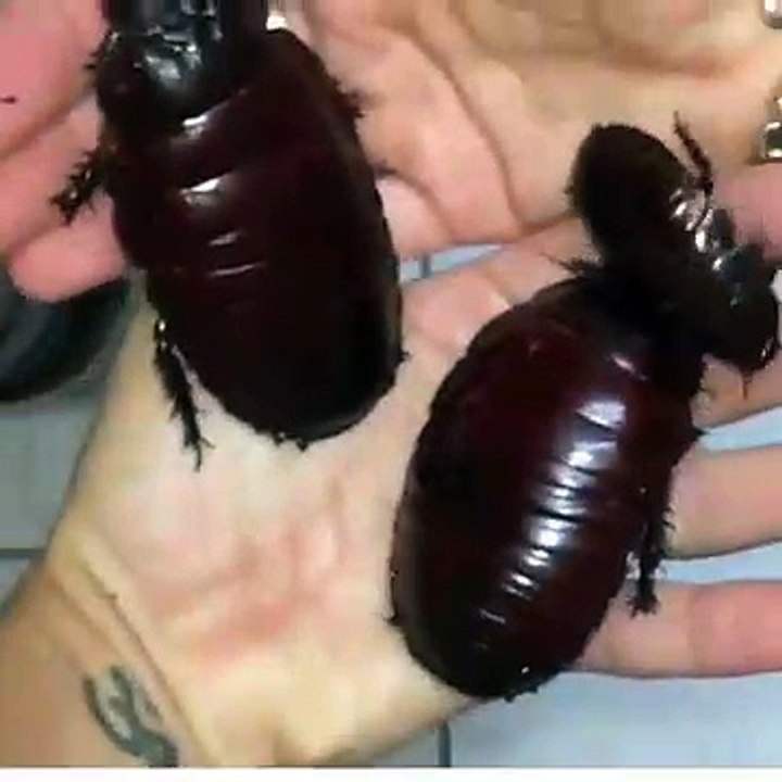 Australie : il découvre des cafards immenses dans sa maison