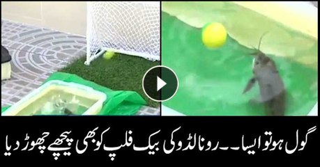 گول ہو تو ایسا ۔۔ رونالڈو کی بیک فلپ کو بھی پیچھے چھوڑ دیا