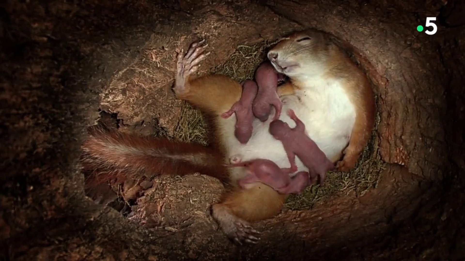 Naissance De Bebes Ecureuils En Direct Zapping Sauvage فيديو Dailymotion