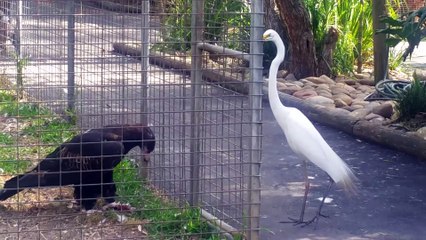 Télécharger la video: Cet aigle en cage va piéger un héron... En cage mais pas idiot le rapace