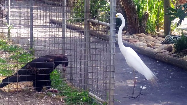 Cet aigle en cage va piéger un héron... En cage mais pas idiot le rapace